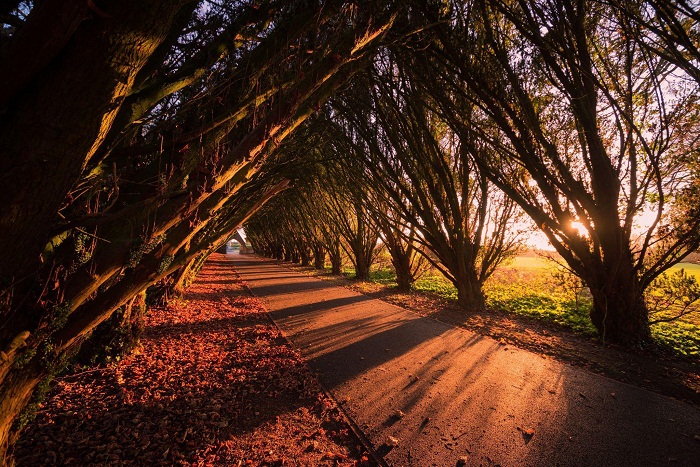Maynooth University campus